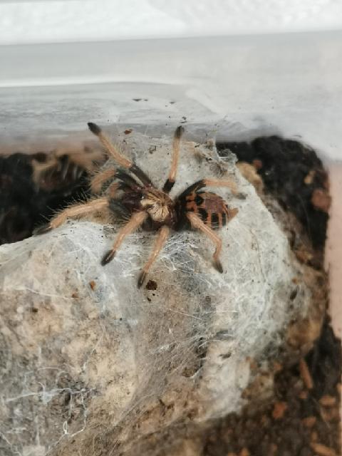 Chromatopelma cyaneopubescens mládě